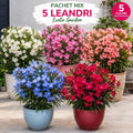Pachet_mix_cu_5_leandri_Exotic_Garden - Fitza Florilor