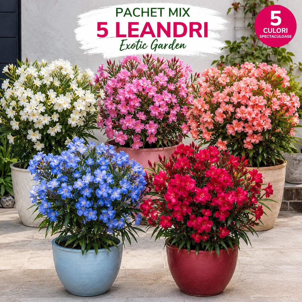 Pachet_mix_cu_5_leandri_Exotic_Garden - Fitza Florilor