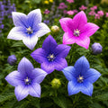 Pachet_mix_cu_5_plante_Platycodon_w - Fitza Florilor