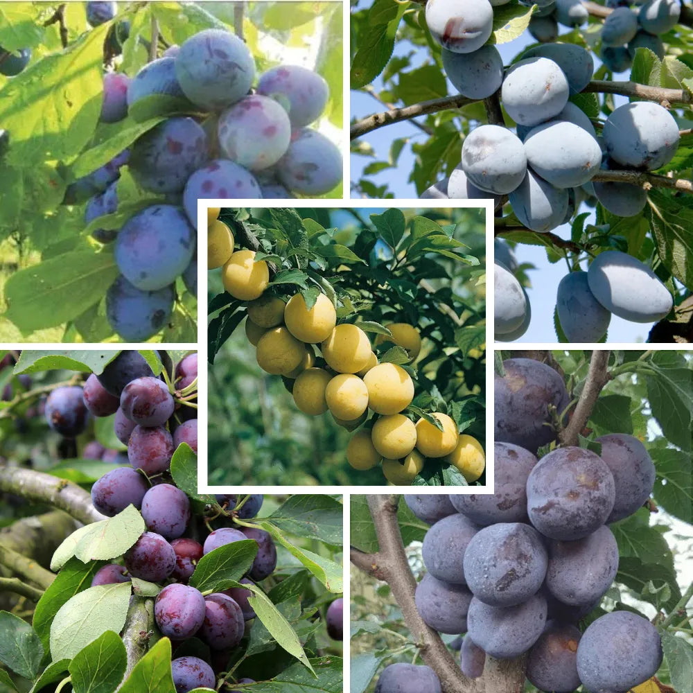 Pachet mixt cu 10 pomi fructiferi de prun, soiuri Andreea, Bluefree, Japonez, Opal și Record, ideali pentru grădini și livezi, cu prune aromate și recolte bogate.