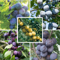 Pachet mixt cu 10 pomi fructiferi de prun, soiuri Andreea, Bluefree, Japonez, Opal și Record, ideali pentru grădini și livezi, cu prune aromate și recolte bogate.