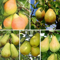 Pachet mixt cu 20 pomi fructiferi de păr, soiuri Aromată de Bistrița, Cure, Untoasa Hardy, Conference și Contesa de Paris, ideali pentru grădini și livezi, cu pere aromate și recolte bogate