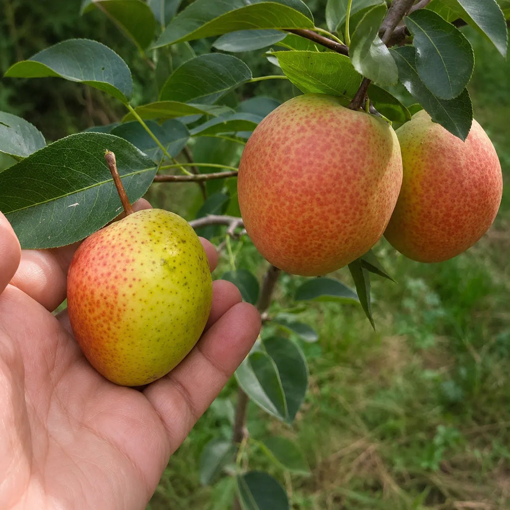Pachet mixt cu 5 pomi fructiferi de păr, soiuri Kirghiza, Carmen, Kieffer, Novembra și Williams, ideali pentru grădini și livezi, cu pere aromate, suculente și recolte bogate