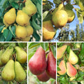 Pachet mixt cu 5 pomi fructiferi de păr, soiuri Conference, Monica, Novembra și Williams, ideali pentru grădini și livezi, cu pere aromate și recolte bogate