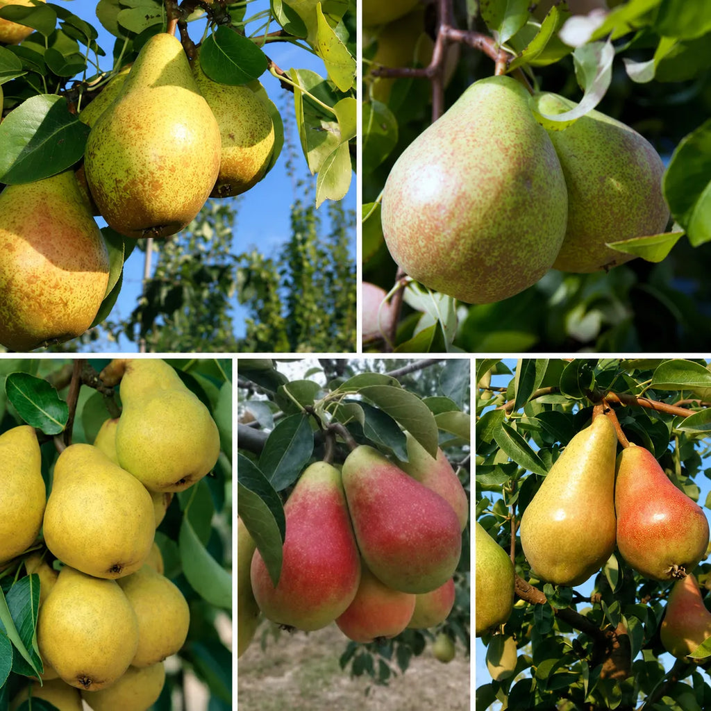 Pachet mixt cu 5 pomi fructiferi de păr, soiuri Kirghiza, Carmen, Kieffer, Novembra și Williams, ideali pentru grădini și livezi, cu pere aromate, suculente și recolte bogate