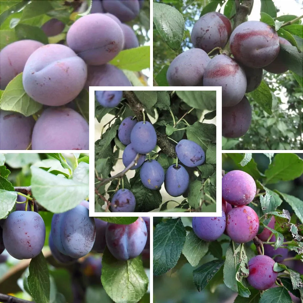 Pachet mixt cu 5 pomi fructiferi de prun, soiuri Anna Spath, D’Agen, Record, Tuleu Gras și Stanley, ideali pentru grădini și livezi, cu prune aromate și recolte bogate
