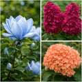 Pachet mixt premium cu Magnolia Blue Opal, Liliac roșu închis și Hortensie portocaliu pastel, plante ornamentale rare cu flori spectaculoase, ideale pentru grădini elegante și amenajări peisagistice de impact