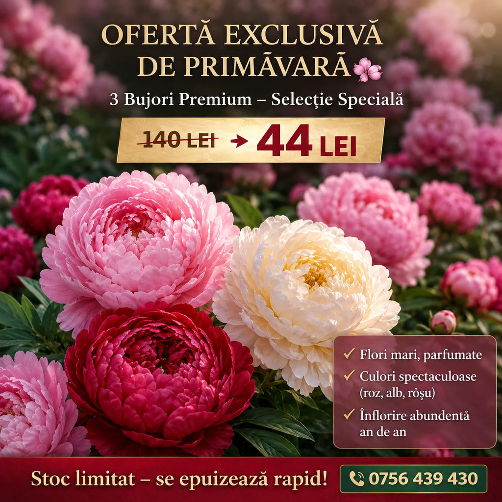 Pachet premium cu 3 bujori pereni, plante ornamentale cu flori mari și elegante, ideale pentru grădini, borduri și ronduri, oferind înflorire spectaculoasă, parfum delicat și un decor floral deosebit