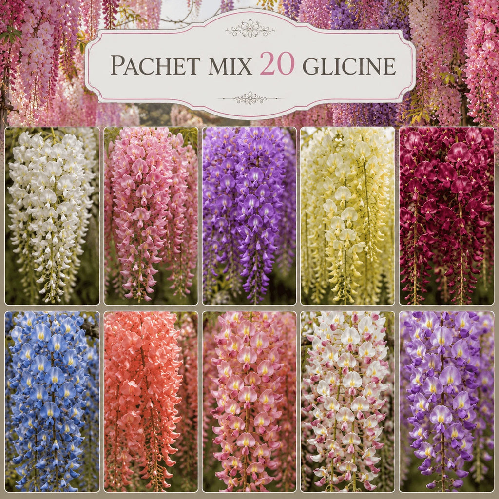 Pachet special cu 20 glicine, plante cățărătoare ornamentale cu flori parfumate în ciorchini spectaculoși, ideale pentru pergole, arcade și grădini elegante, cu efect decorativ impresionant.
