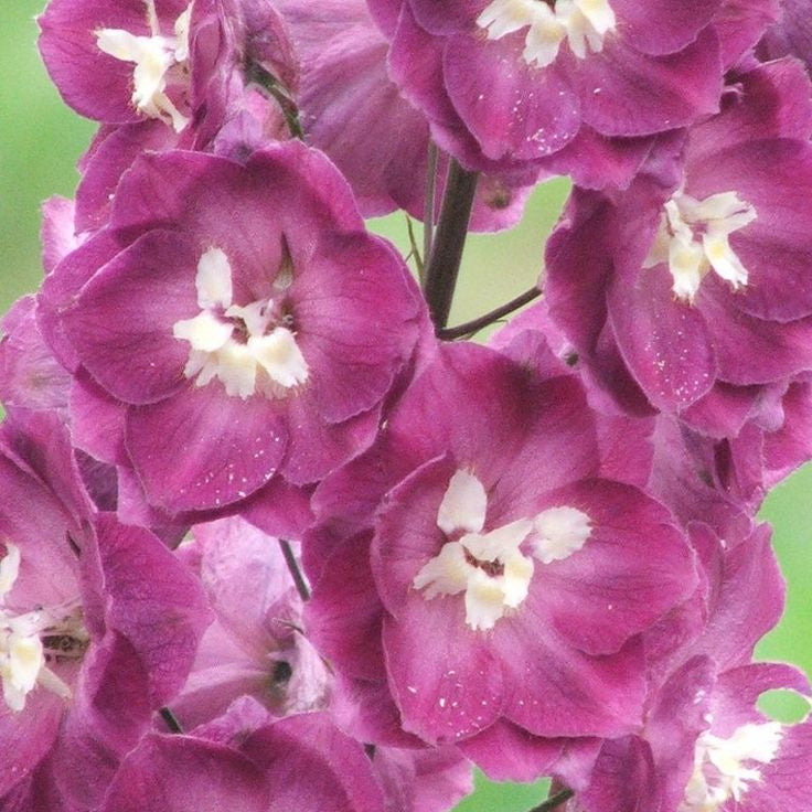 Delphinium Pacific Astolat (Nemtisor), 1 bucata