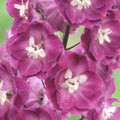 Delphinium Pacific Astolat (Nemtisor), 1 bucata