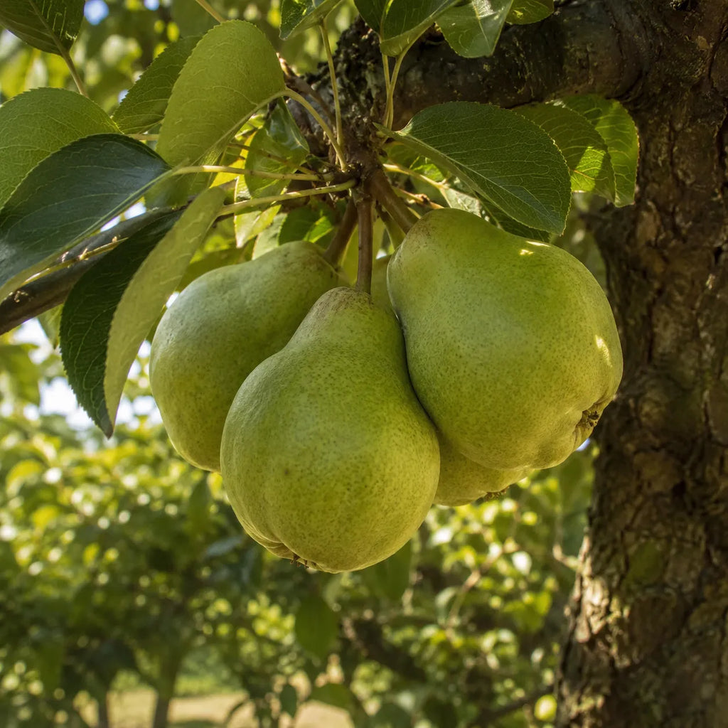 Par Capul Piscului, pom fructifer cu fructe mari, galbene si pulpa alba, dulce si aromata, potrivit pentru gradini familiale, livezi si preparate de casa