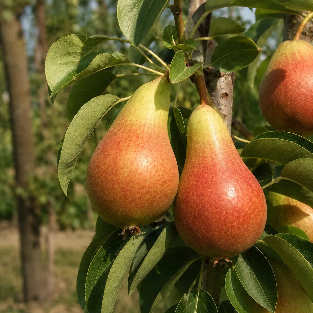 Par Carmen, pom fructifer cu fructe mari, galbene cu nuante rosii si pulpa fina, suculenta, potrivit pentru gradini familiale, livezi si preparate de casa