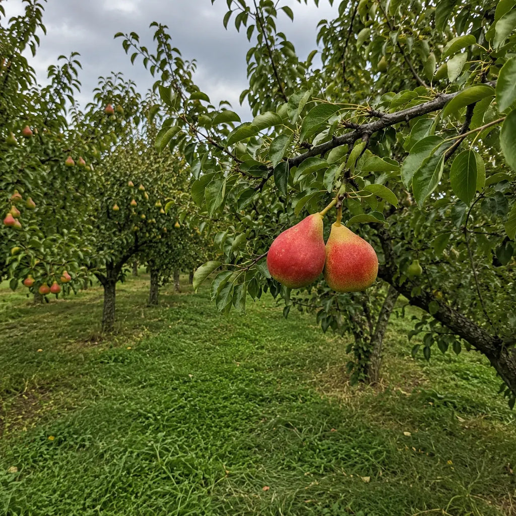 Par Favorita lui Clapp, pom fructifer cu fructe mari, parfumate, suculente si gustoase, potrivit pentru gradini familiale, livezi si prepararea deserturilor sau compoturilor