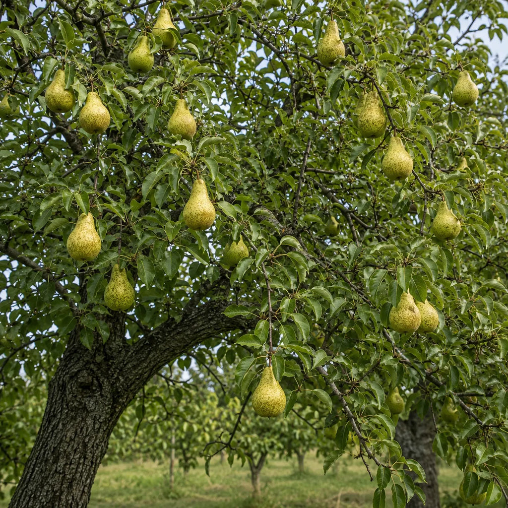 Par Kieffer, pom fructifer cu fructe galben-aurii si pulpa alba, crocanta si suculenta, potrivit pentru gradini familiale, livezi si preparate de casa