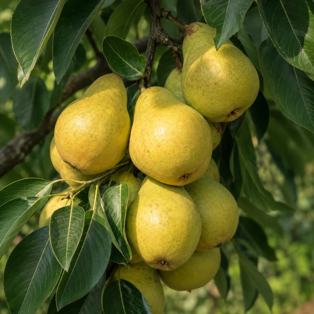 Par Williams Alb, pom fructifer autofertil cu fructe galben-pai si pulpa alba, dulce si suculenta, potrivit pentru gradini familiale, livezi si preparate de casa