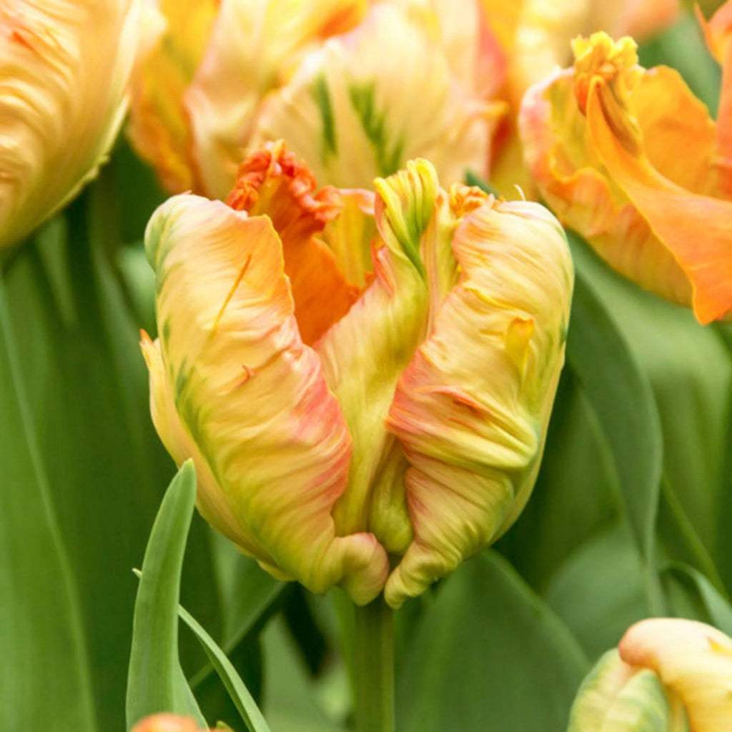 Parrot_King_Bulbi_Lalele - Fitza Florilor