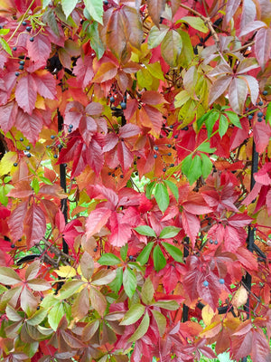 Vita de Canada (Parthenocissus quinquefolia), 1 Bucata