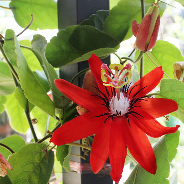 Floarea Pasiunii "Passiflora", Rosie, la Ghiveci de 3L, 1 Bucata