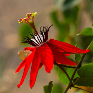 Floarea Pasiunii "Passiflora", Rosie, la Ghiveci de 3L, 1 Bucata