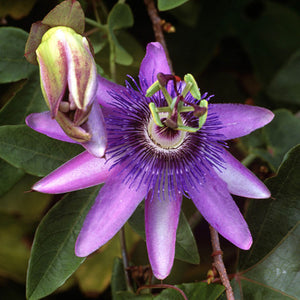 Floarea Pasiunii "Passiflora", Mov, la Ghiveci de 3L, 1 Bucata