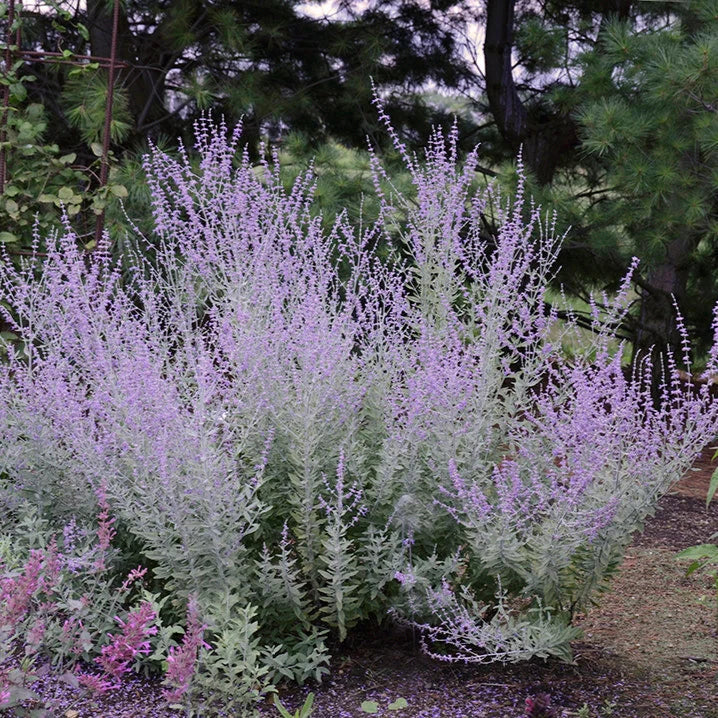 Perovskia "Little Spire" (Salvie Rusească)
