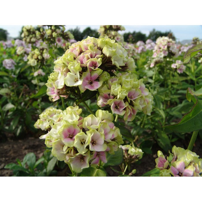 Bulbi Phlox - StarBurst - Brumarele - 2 Bucăți