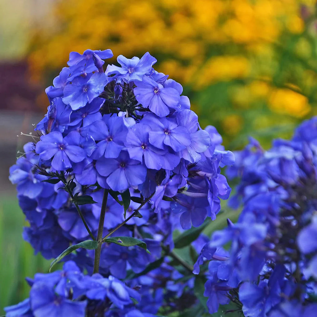 Bulbi Phlox - Paniculata - Albastru - 2 Bucăți