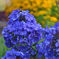 Bulbi Phlox - Paniculata - Albastru - 2 Bucăți