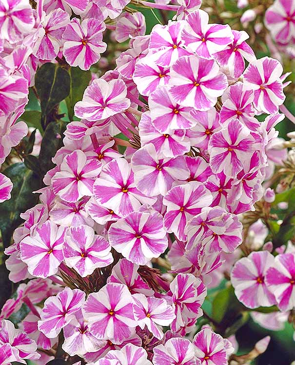 Bulbi Phlox - Pink Windmill - 2 Bucăți