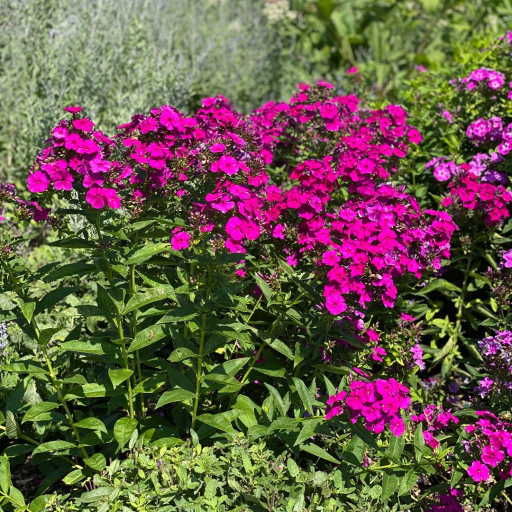Bulbi Phlox - Nicky I - Brumarele - 2 Bucăți