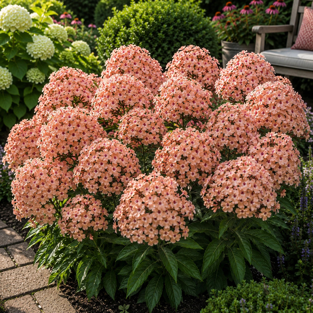 Phlox Nude Petal, plantă perenă ornamentală cu flori elegante în nuanțe delicate, ideală pentru grădini și borduri, cu înflorire abundentă și aspect decorativ rafinat