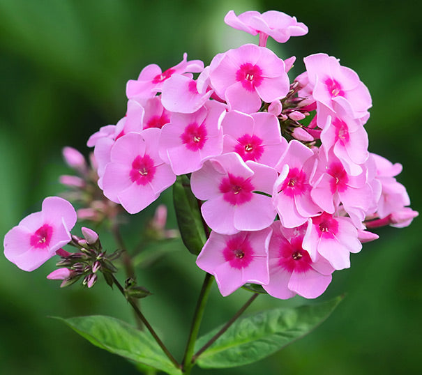 Bulbi Phlox - Paniculata - Roz - 2 Bucăți