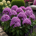 Phlox_Pure_Botanica - Fitza Florilor