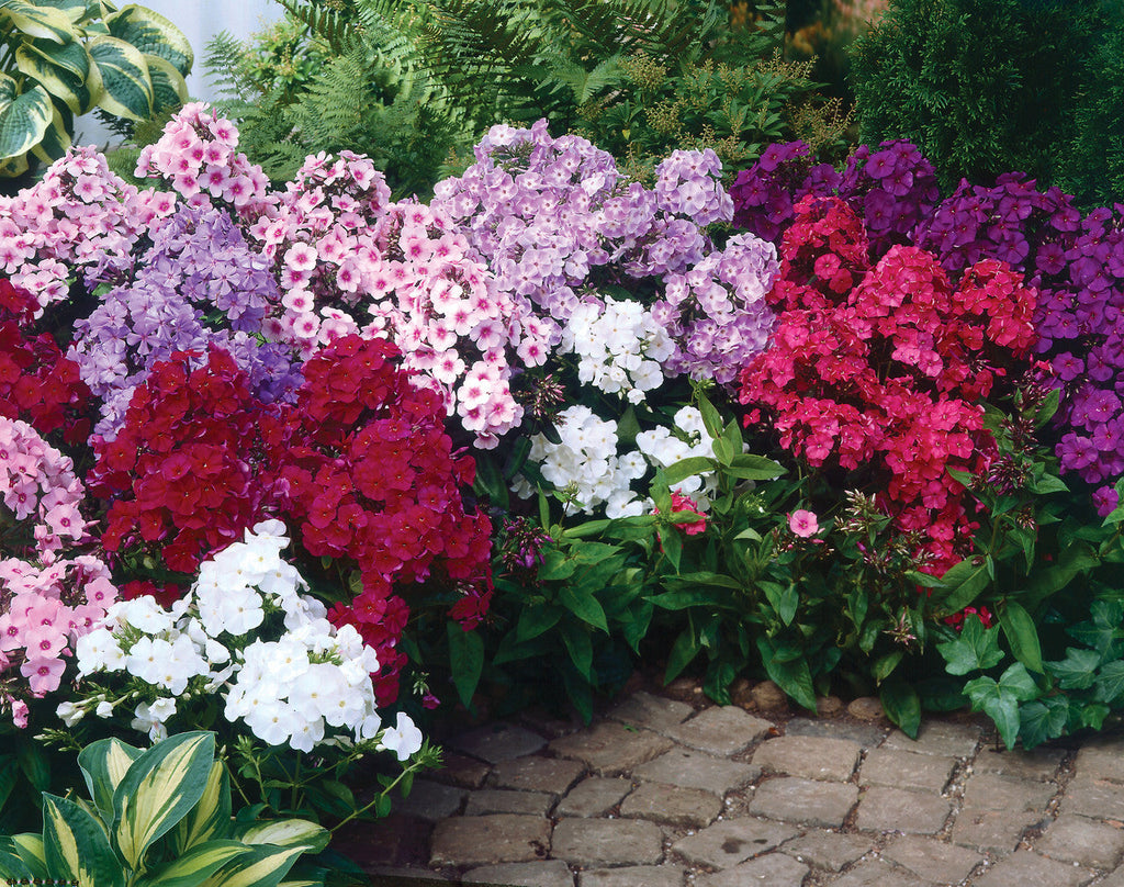 Bulbi Phlox - Panticulata Mixed - Brumarele - 5 Bucăți