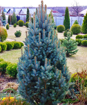 Picea Pungens Iseli Fastigiate, la Ghiveci de 6 litri, 1 Bucata