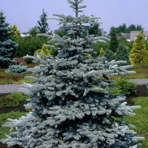 Picea Glauca Sbs la Ghiveci de 10 litri, 1 Bucata