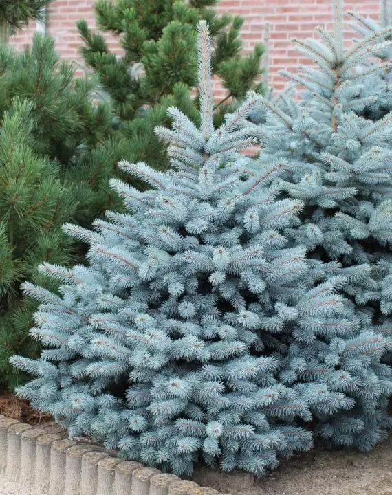 Picea Pungens Super Blue Seeding - Brad Argintiu ,la Ghiveci de 6 litri, 1 Bucata