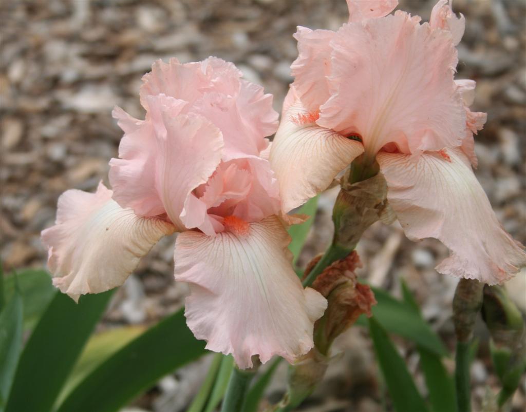 Bulbi de Iris Germanica "Pink Tafette", 1 Bucata