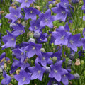 Floarea Balon "Platycodon Fuji Blue", Albastră,  2 bucăți