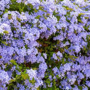 Floarea Dragostei "Plumbago", la Ghiveci de 3L, 1 Bucata