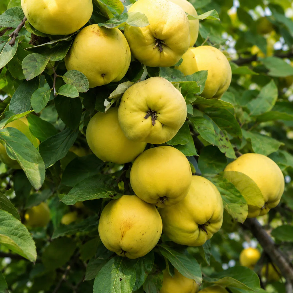 Pom fructifer Gutui Aurii, soi productiv cu gutui mari, galben-aurii, parfumate si aromate, ideal pentru gradini, livezi si preparate de casa