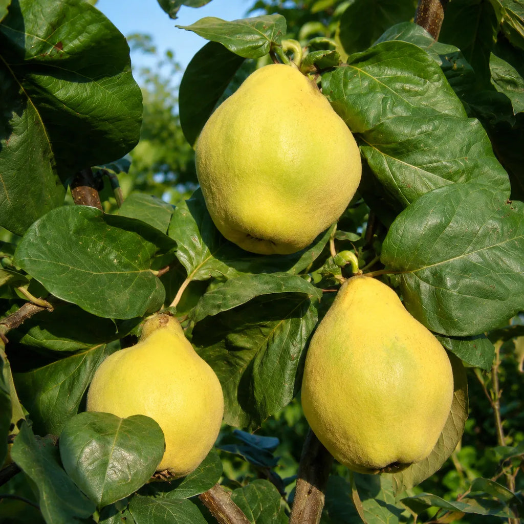 Pom fructifer Gutui Beretzki, soi productiv cu gutui mari, galben-aurii, parfumate si aromate, ideal pentru gradini, livezi si preparate de casa