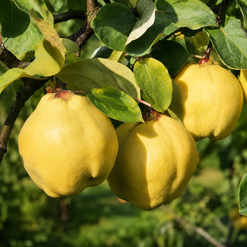 Pom fructifer Gutui Moldovenesti, soi romanesc productiv cu gutui mari, galben-aurii, parfumate si aromate, ideal pentru gradini, livezi si preparate de casa
