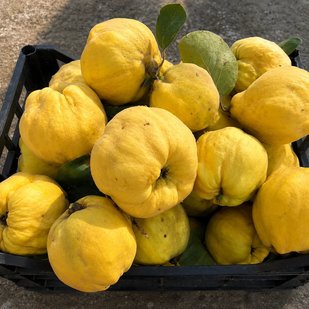 Pom fructifer Gutui de Husi, soi romanesc productiv cu gutui mari, galben-aurii, parfumate si aromate, ideal pentru gradini, livezi si preparate de casa.