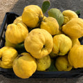 Pom fructifer Gutui de Husi, soi romanesc productiv cu gutui mari, galben-aurii, parfumate si aromate, ideal pentru gradini, livezi si preparate de casa.