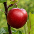 Pom fructifer Mar Baya Marisa, soi spectaculos cu mere rosii la exterior si interior, dulci-acrisoare si aromate, ideal pentru gradini, livezi si consum proaspat