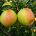 Pom fructifer Mar Golden Rosa, soi productiv cu mere galben-aurii si obraji rosii, dulci-acrisoare si aromate, ideal pentru gradini, livezi si consum proaspat
