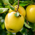 Pom fructifer Mar Golden Spur, soi productiv cu mere galben-aurii, dulci si aromate, ideal pentru gradini, livezi si consum proaspat sau preparate de casa