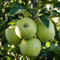 Pom fructifer Mar Granny Smith, soi productiv cu mere verzi, crocante si usor acrisoare, ideal pentru gradini, livezi, consum proaspat si deserturi